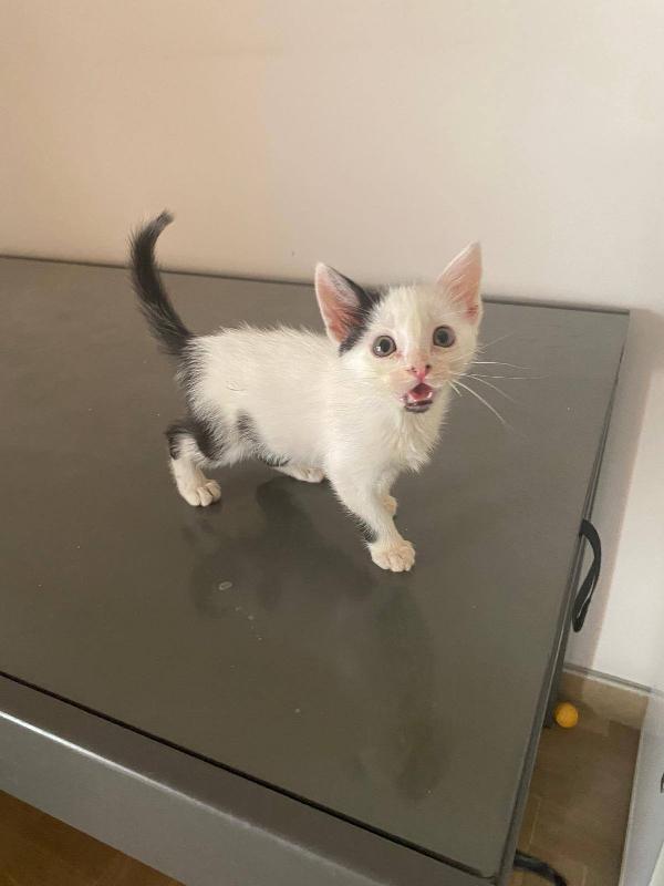 HALLEY, adorabile gattina in adozione! Foto 4