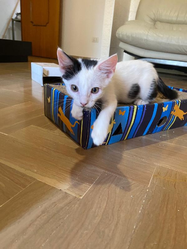 HALLEY, adorabile gattina in adozione! Foto 5