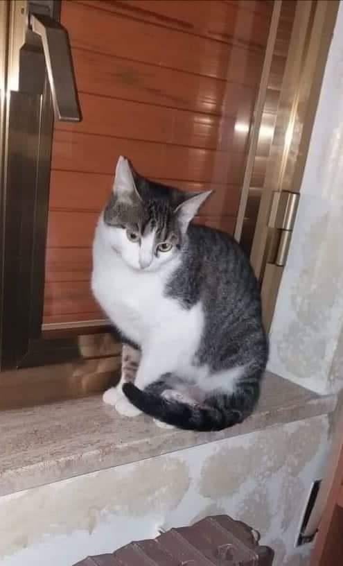 HALLEY, adorabile gattina in adozione! Foto 6