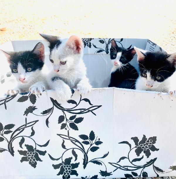 La Squadretta Bianco Nera