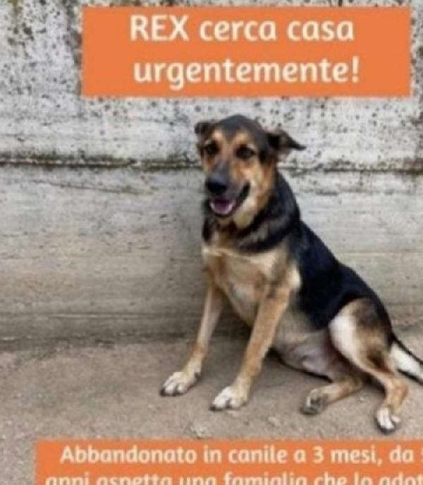 Simil Pastore Adulto Mollato In Canile Da Cucciolo.campania
