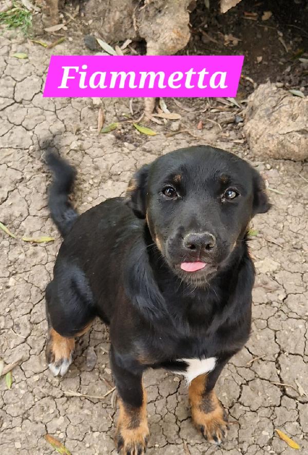 6Mesi Neri Tg Medio Piccola Reggio Emilia