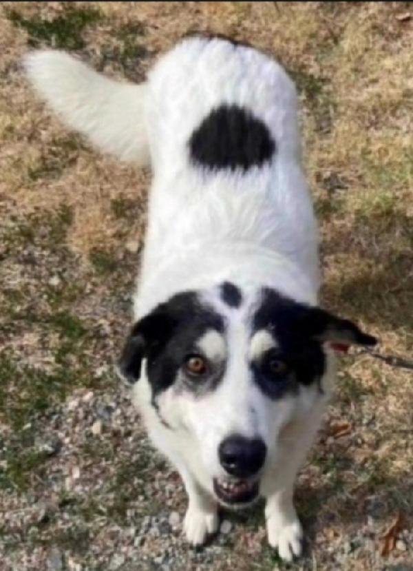 Femmina Tg Grande 6Anni Tolta Da 1Lager.alessandria