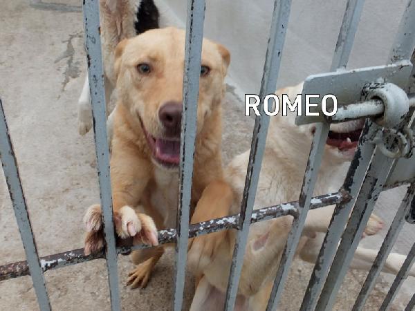 Romeo pieno di voglia di vivere Foto 7