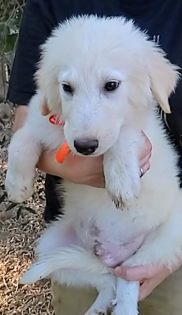 Cody dolcissimo cucciolotto in adozione  Foto 2