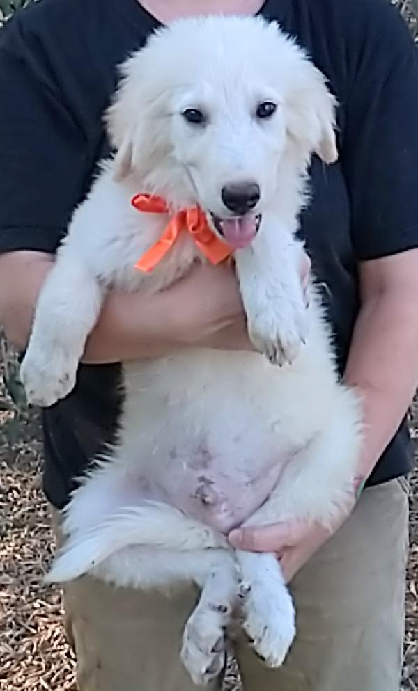 Cody dolcissimo cucciolotto in adozione  Foto 3
