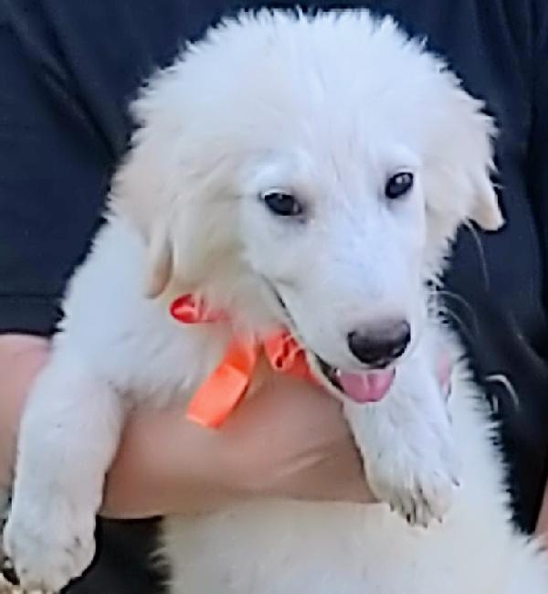 Cody dolcissimo cucciolotto in adozione  Foto 4