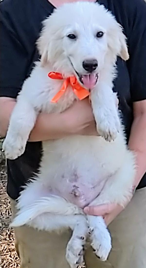 Cody dolcissimo cucciolotto in adozione  Foto 5