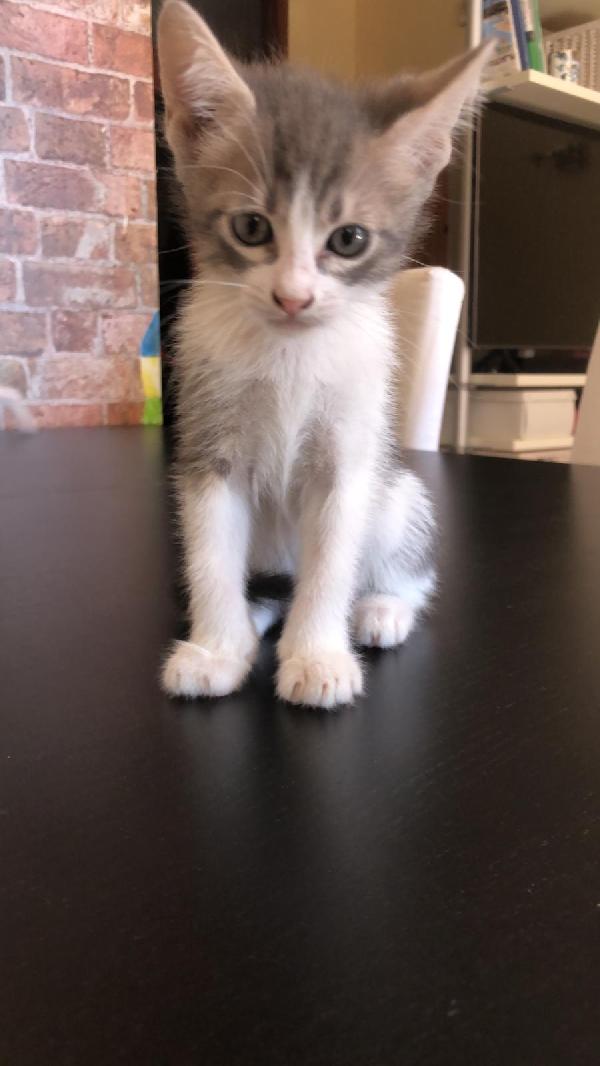 Gattini Di Una Cucciolata 