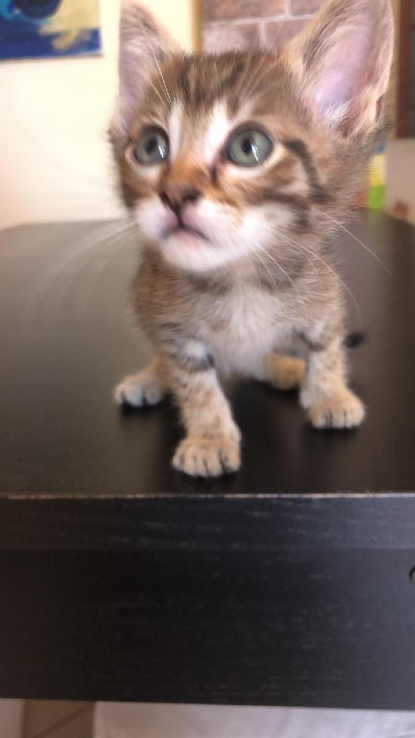 Gattini di una cucciolata  Foto 2