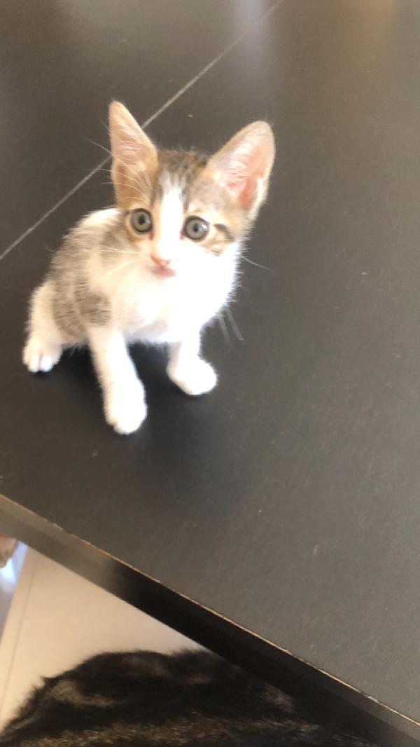 Gattini di una cucciolata  Foto 3