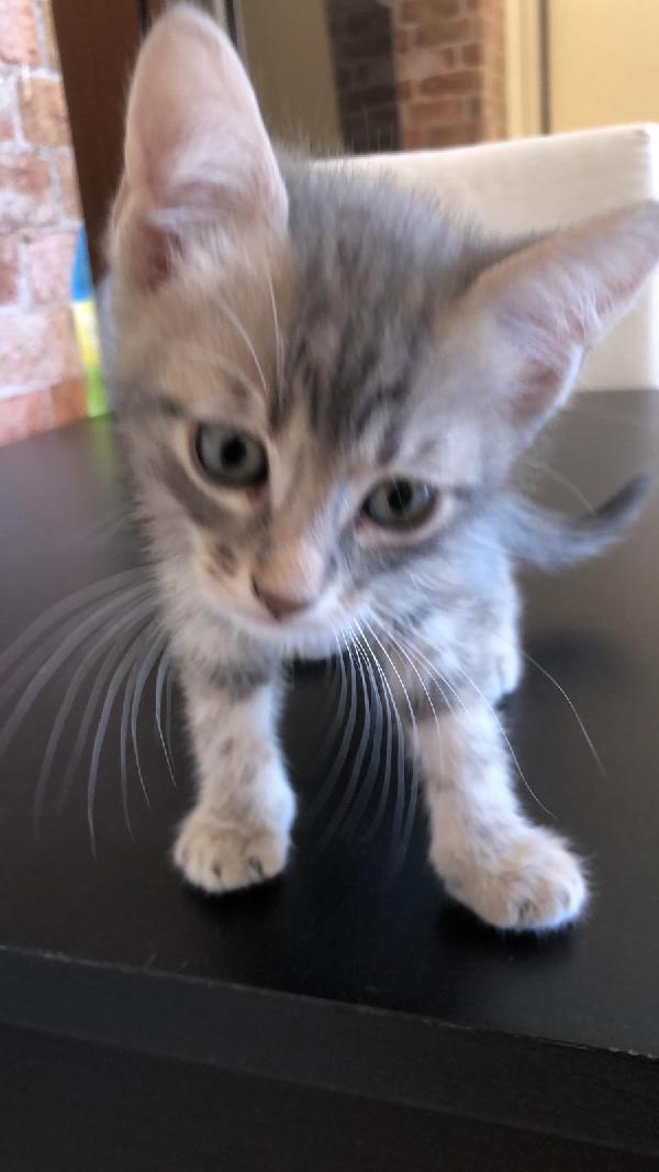 Gattini di una cucciolata  Foto 4