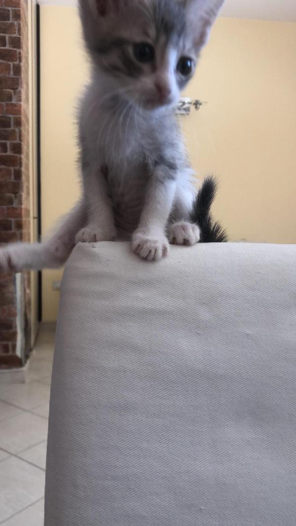 Gattini di una cucciolata  Foto 6