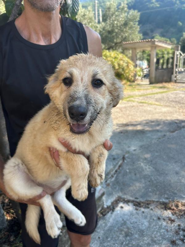 Sos Stallo Adozione Pallina Dolce Cucciola 
