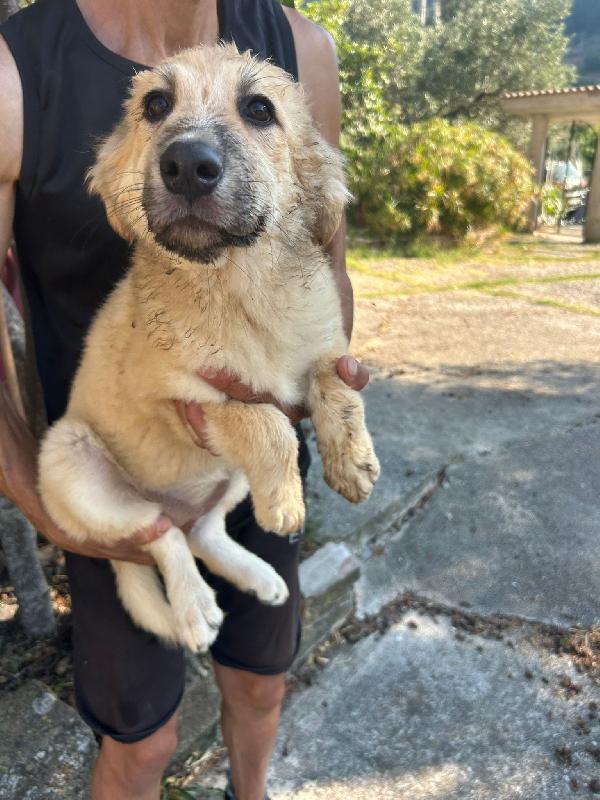 SOS STALLO ADOZIONE PALLINA DOLCE CUCCIOLA  Foto 2