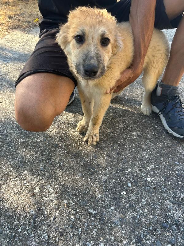 SOS STALLO ADOZIONE PALLINA DOLCE CUCCIOLA  Foto 3