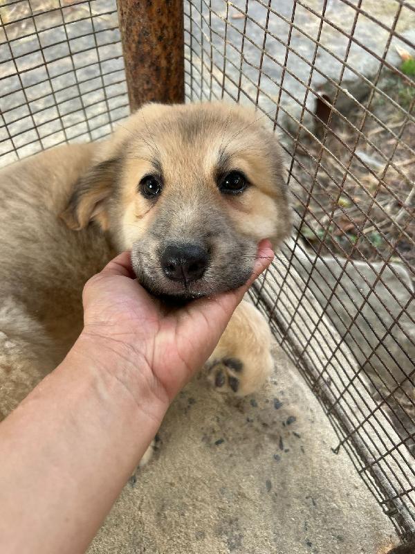 SOS STALLO ADOZIONE PALLINA DOLCE CUCCIOLA  Foto 5