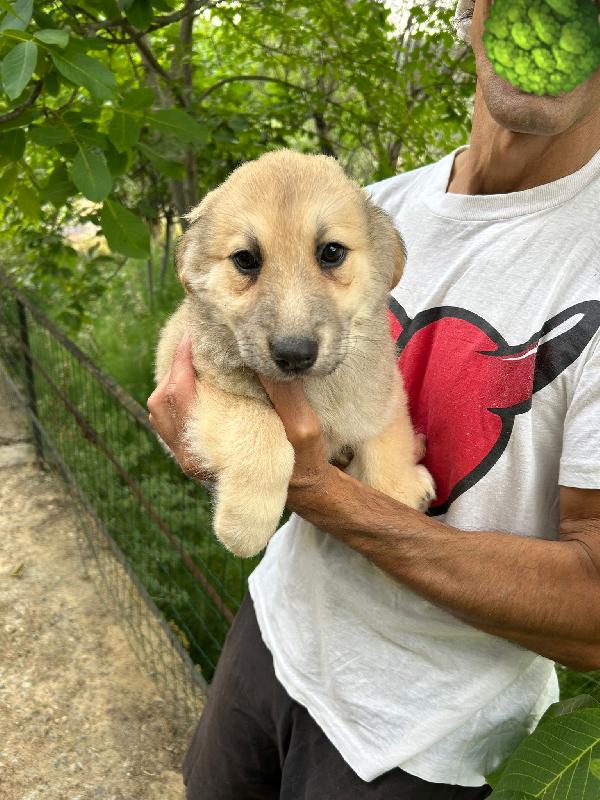 SOS STALLO ADOZIONE PALLINA DOLCE CUCCIOLA  Foto 6
