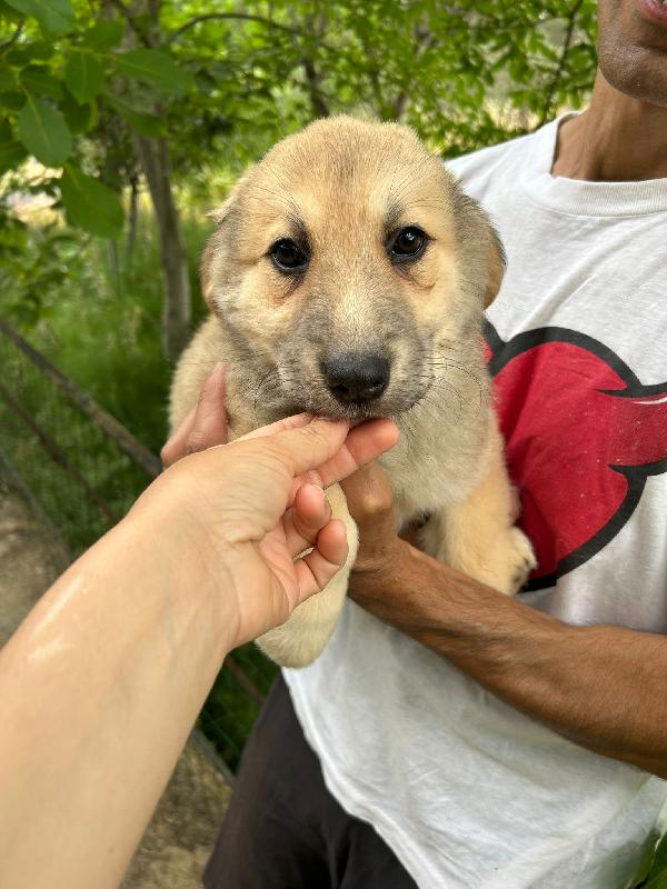 SOS STALLO ADOZIONE PALLINA DOLCE CUCCIOLA  Foto 7