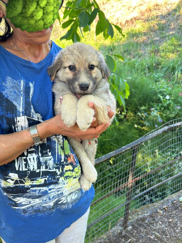 SOS STALLO ADOZIONE PALLINA DOLCE CUCCIOLA  Foto 8