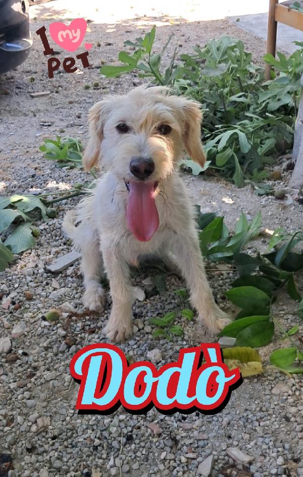 Dodò, Mix Spinone Taglia Piccola 