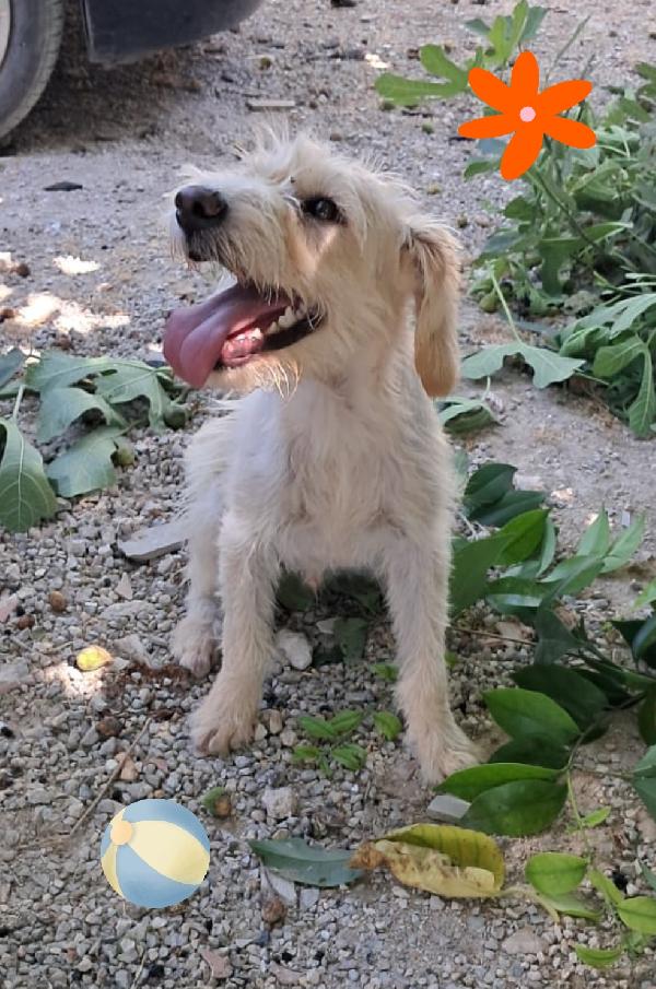 Dodò, mix spinone taglia piccola  Foto 2