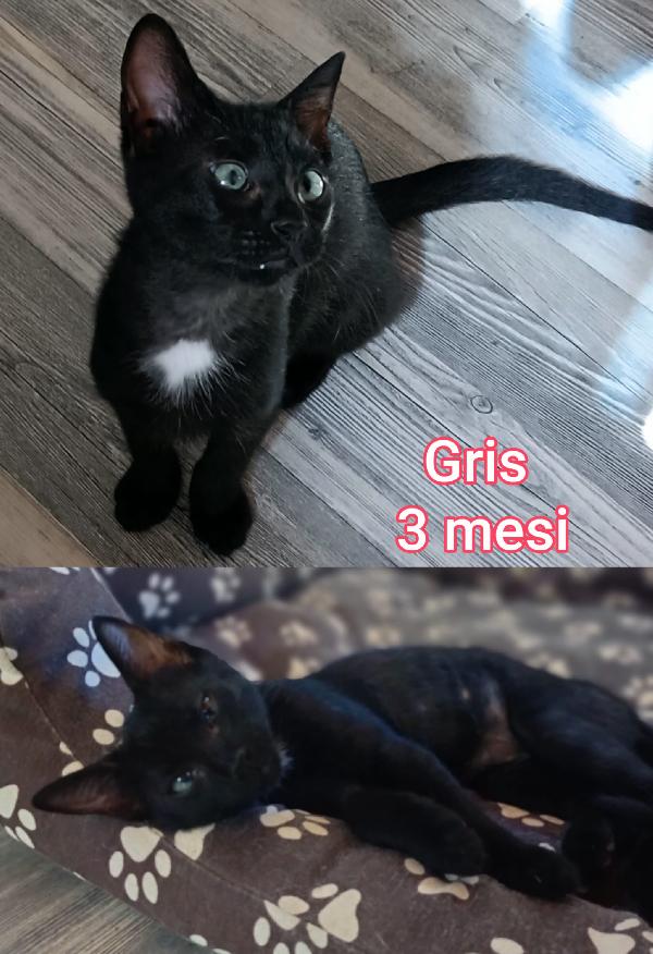 Miciottini Splendidi 