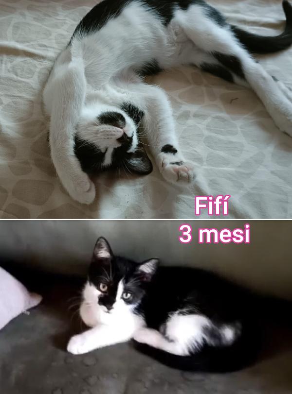 Miciottini splendidi  Foto 2