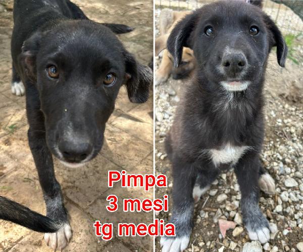 CUCCIOLOTTI ADOTTABILI Foto 7