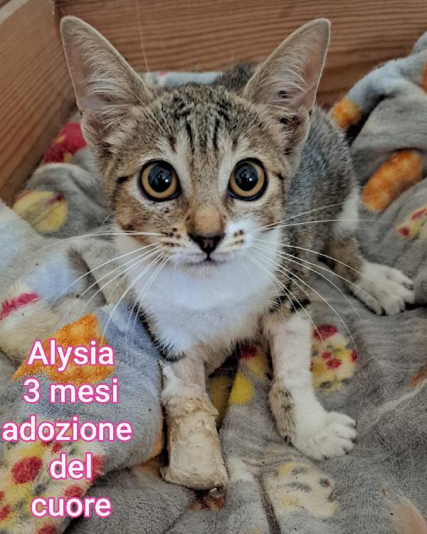 MICINI DA SALVARE! Foto 9