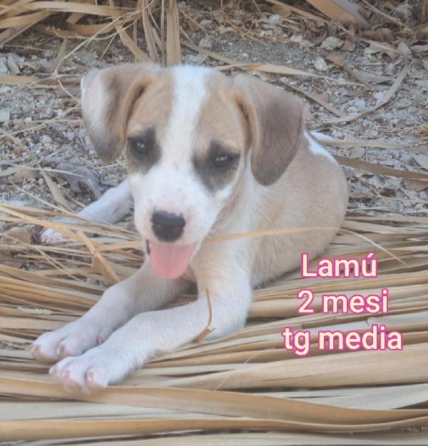 2 Mesi: Cuccioli Da Salvare