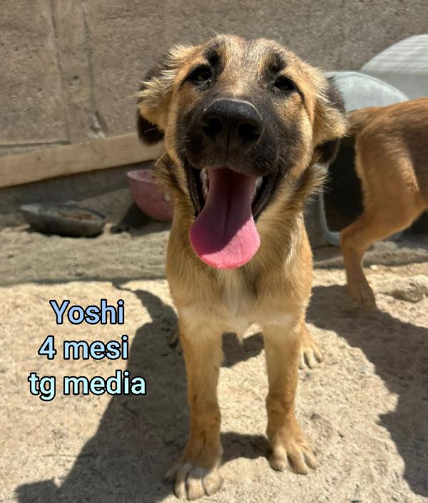 2 mesi: cuccioli da salvare Foto 2