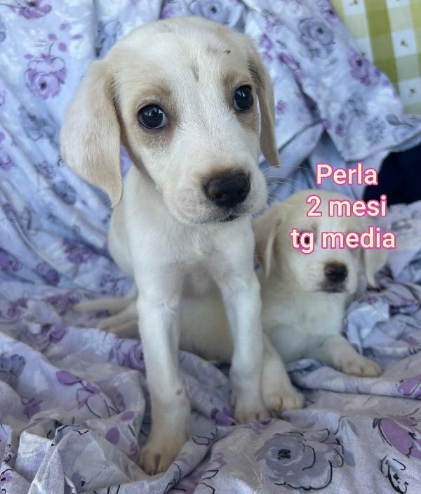 2 mesi: cuccioli da salvare Foto 5