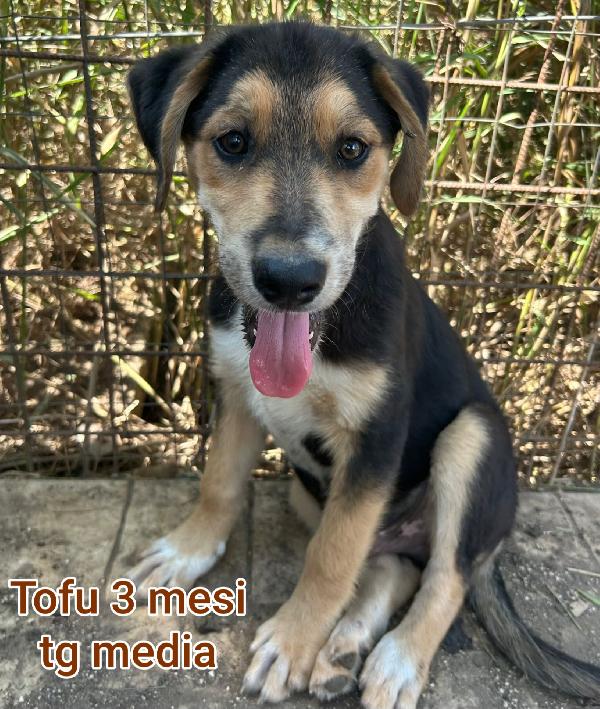 2 mesi: cuccioli da salvare Foto 8