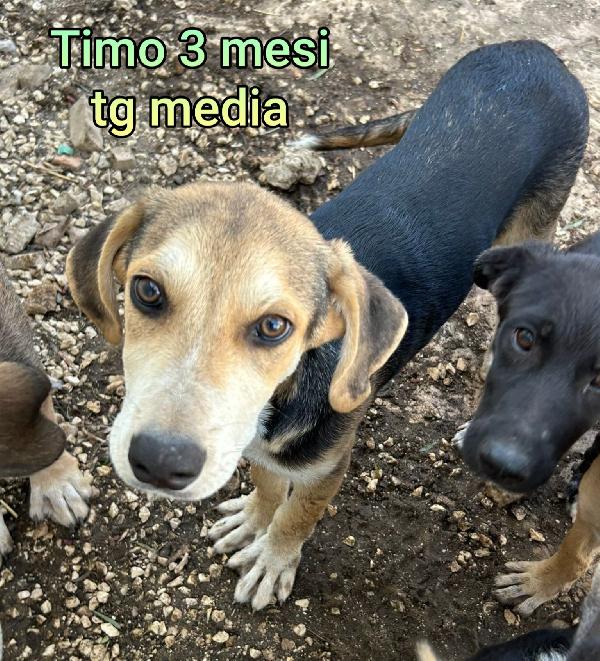 2 mesi: cuccioli da salvare Foto 9