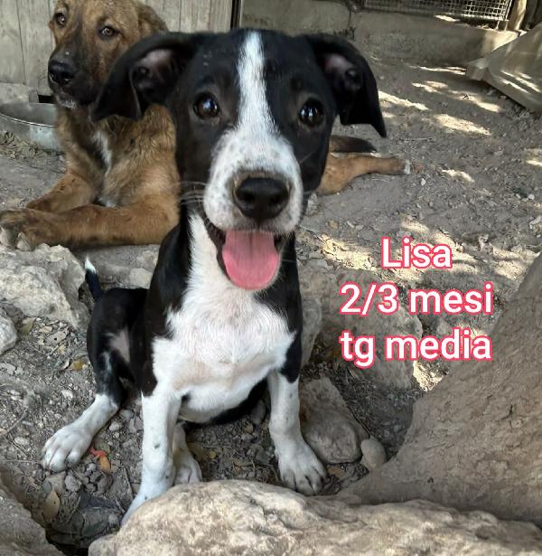 2 mesi: cuccioli da salvare Foto 11