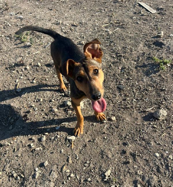Lulú, 8 mesi, tg.piccola Foto 2