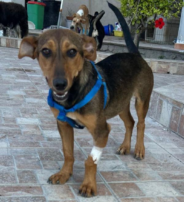 Lulú, 8 mesi, tg.piccola Foto 3