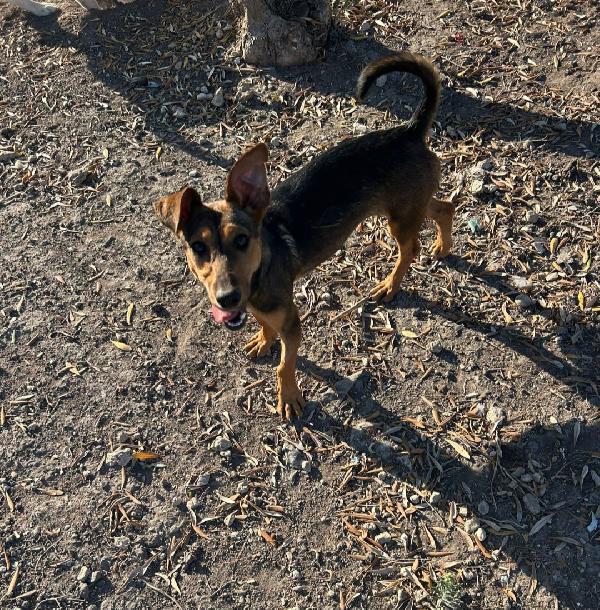 Lulú, 8 mesi, tg.piccola Foto 4