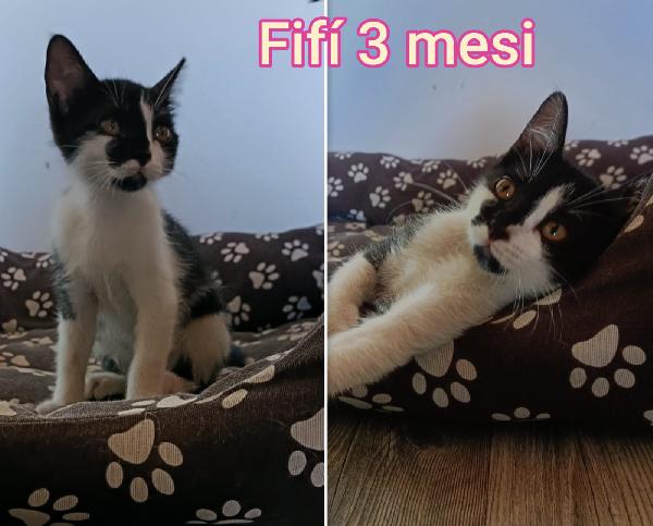 MICETTI ABBANDONATI, SOS! Foto 2