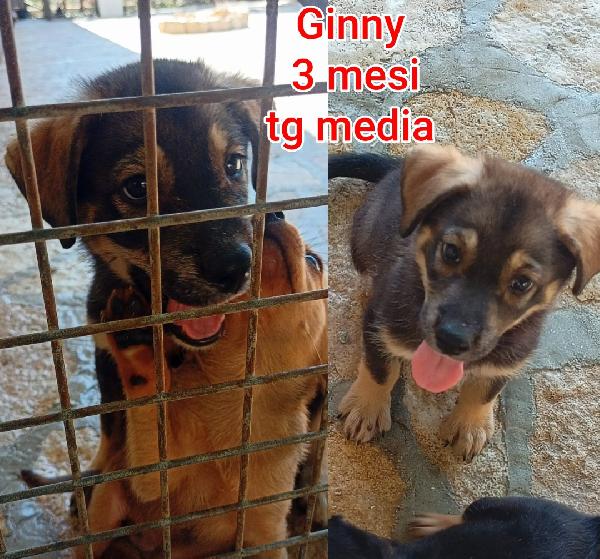 Adozioni cuccioli senza famiglia  Foto 2