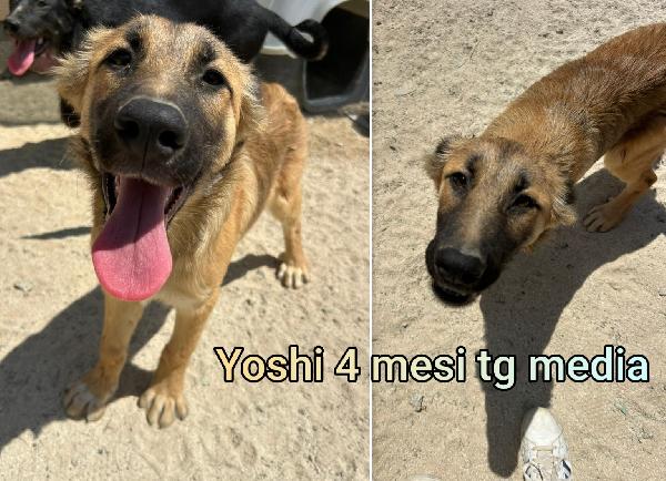 Adozioni cuccioli senza famiglia  Foto 3