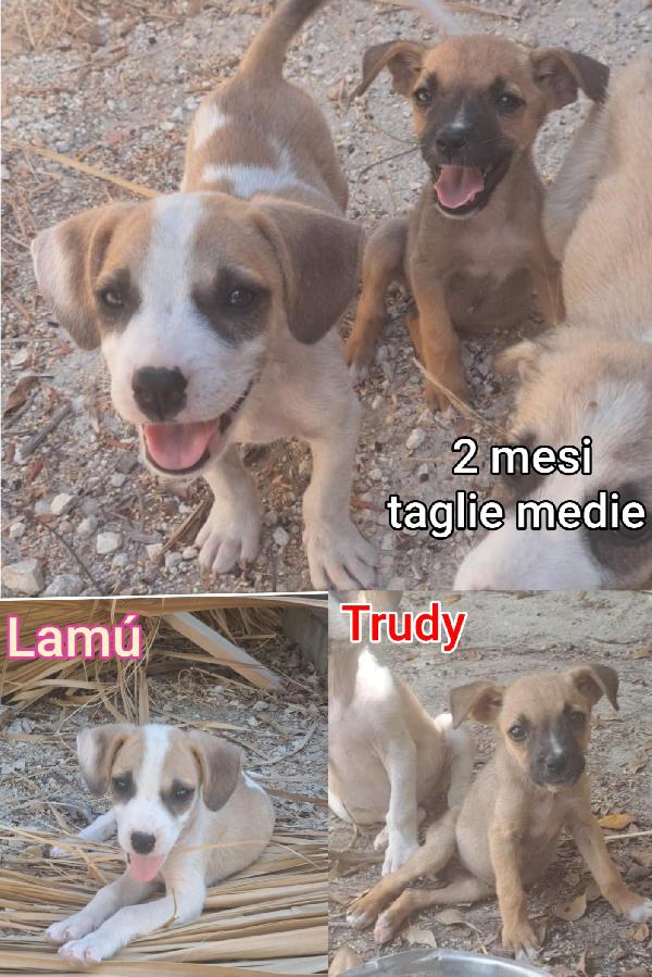 Adozioni cuccioli senza famiglia  Foto 4