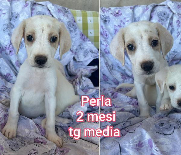Adozioni cuccioli senza famiglia  Foto 5