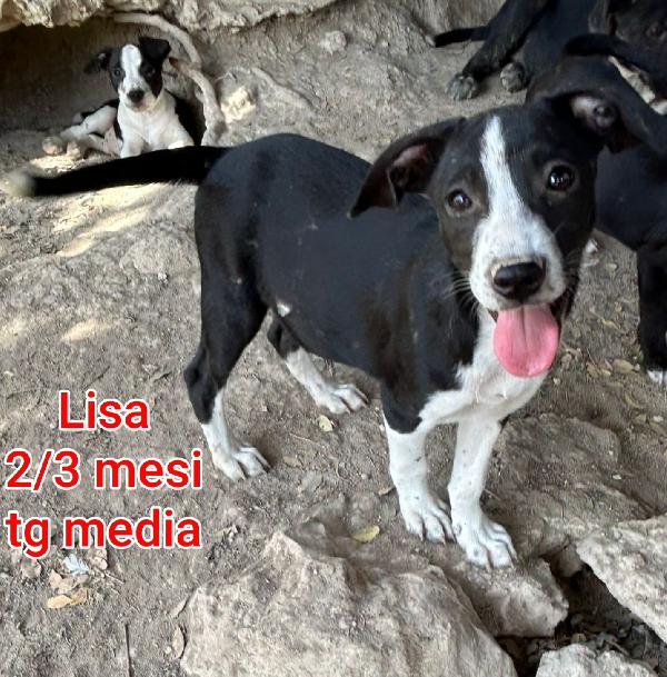 TENERISSIMI CUCCIOLI IN RIFUGIO  Foto 4