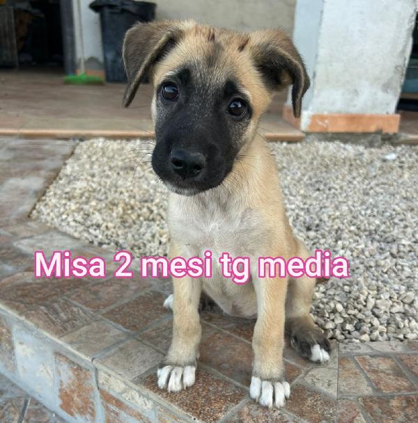 TENERISSIMI CUCCIOLI IN RIFUGIO  Foto 5