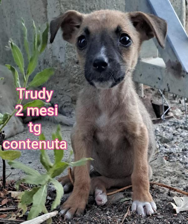 TENERISSIMI CUCCIOLI IN RIFUGIO  Foto 7