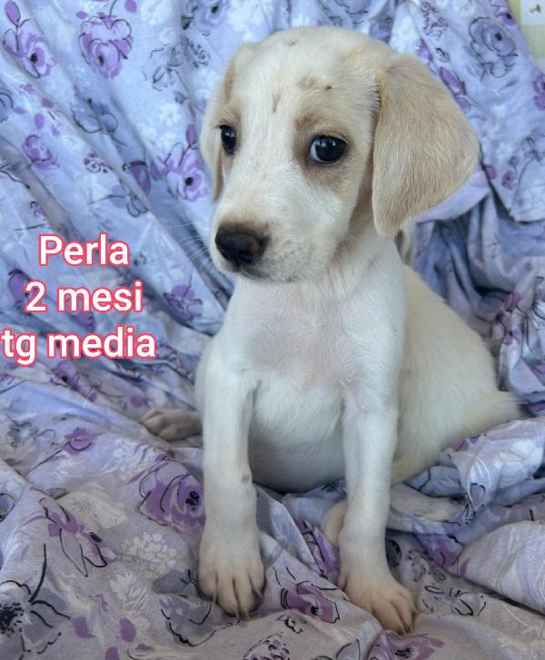 TENERISSIMI CUCCIOLI IN RIFUGIO  Foto 11