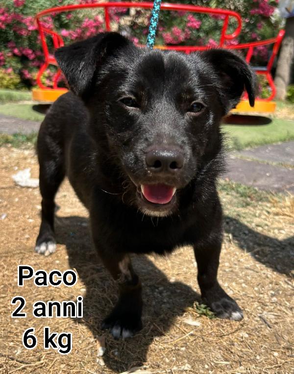 Canini Piccoli E Contenuti!