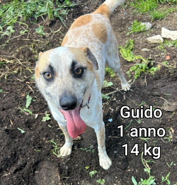 Canini piccoli e contenuti! Foto 5